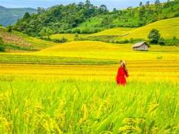 ảnh chụp màn hình hương lúa đá gà