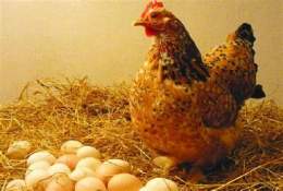 ảnh chụp màn hình kinh nghiem nuoi ga da
