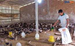 ảnh chụp màn hình làm giàu từ chăn nuôi gà đá