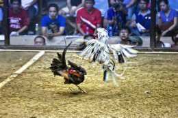 ảnh chụp màn hình lối đá gà jap