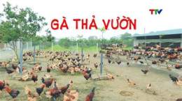 ảnh chụp màn hình mô hình nuôi gà đá ở bến tre