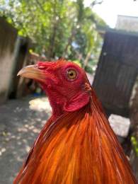 ảnh chụp màn hình mua ban ga da kien giang