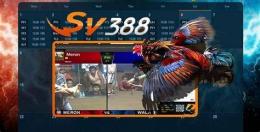 ảnh chụp màn hình sv388 đá gà đòn