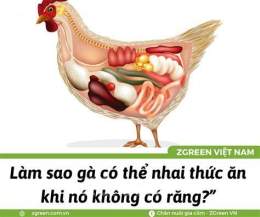 ảnh chụp màn hình tại sao trong dạ dày cơ của gà lại có sỏi