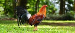 ảnh chụp màn hình thuốc gà đá rồng đỏ