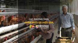 ảnh chụp màn hình thuoc nuoi ga da hieu qua nhat