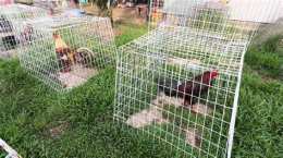 ảnh chụp màn hình trại gà đá đảm sóc trăng