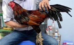 ảnh chụp màn hình trai ga da vay rong