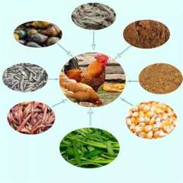 ảnh chụp màn hình trộn thức ăn cho gà đá