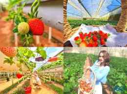 ảnh chụp màn hình vườn dâu nhà gà đà lạt