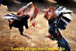 ảnh chụp màn hình xem đá gà cựa dao trực tiếp campuchia