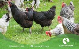 ảnh chụp màn hình xem ky thuat nuoi ga da