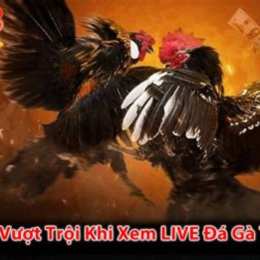 app xem đá gà