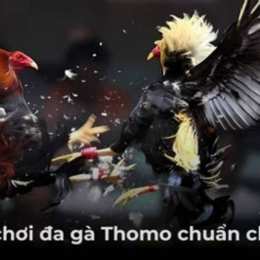 biết đá gà thomo