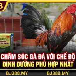 bj388 da ga