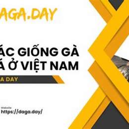 các giống gà đá ở việt nam