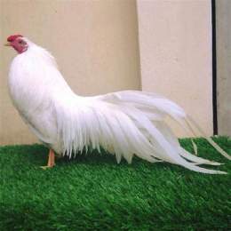 các giống gà tre đá
