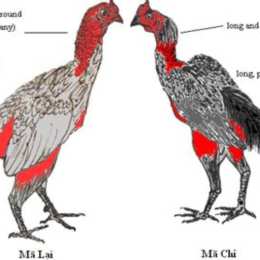 các thế đá của gà chọi
