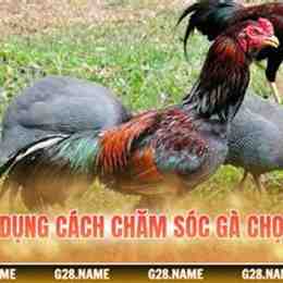 cách chăm gà chọi mới đá về