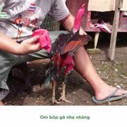 cách chăm sóc gà sau khi đá cựa sắt