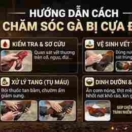 cách chăm sóc gà tre đá cựa sắt