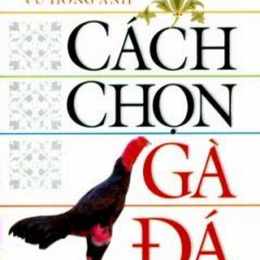 cách chọn gà đá đẹp
