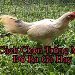 cách chọn gà mái đá cựa