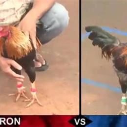 cách đá gà luôn thắng