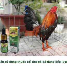 cách giảm cân cho gà đá cựa sắt