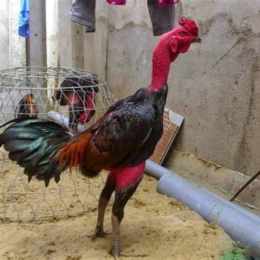 cách làm cho da gà chọi dày và đỏ