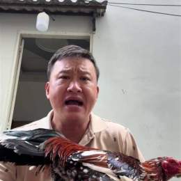 cách lựa gà đá hay