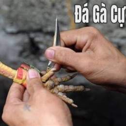 cách mài cựa gà đá