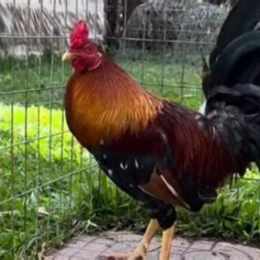 cach nuoi ga da bo lon