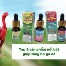 cách nuôi gà đá tăng bo