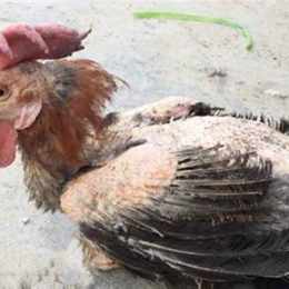 cách trị gà đá ăn không tiêu