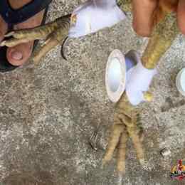 cách trồng cựa gà nòi đá