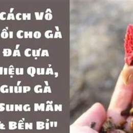 cách vô mồi gà tre đá