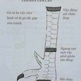 cách xem gà đá cựa hay