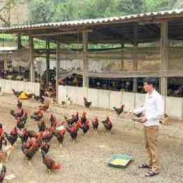 cần tìm việc làm nuôi gà đá