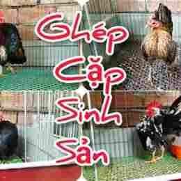 cặp gà song sinh đá