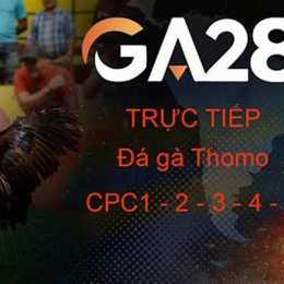 casino888 đá gà