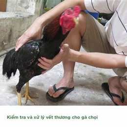 chăm sóc gà chọi trước khi đá
