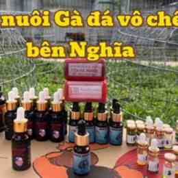 chế độ nuôi gà đá thomo