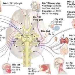 chèn ép dây thần kinh cổ gây tê tay