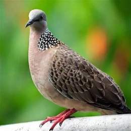 chim cu gáy đậu trên cành