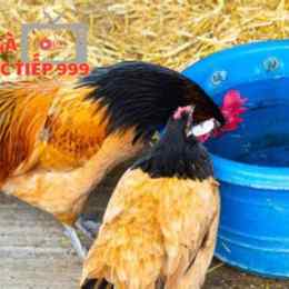cho gà ăn gì trước khi đá 7789bet.top