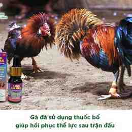 cho gà đá uống sữa