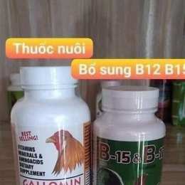 cho gà uống b1 trước khi đá
