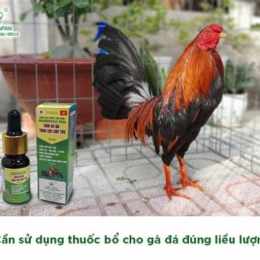 cho gà uống thuốc gì trước khi đá