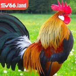 chợ tốt, gà đá bình dương